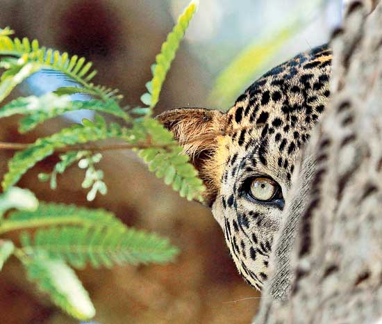 Leopard - from the On the wild side of life exhibition
